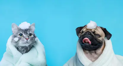 BudgetPetCare -  6% Cashback