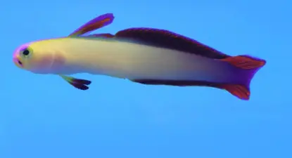 SaltwaterFish.com -  3% Cashback